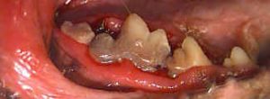 pet teeth injury