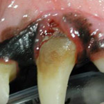 pet teeth injury