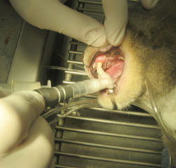 vet doing dog Polish and Flouride Teeth