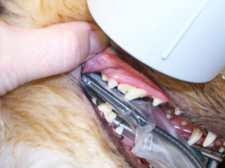 Xray of dog Teeth