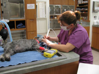 vet doing dog dental treatment