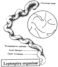Leptospirosis bacteria