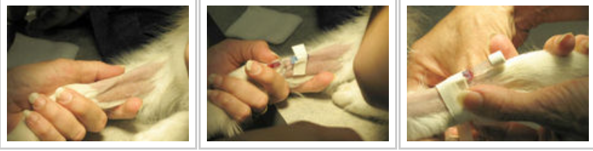 a person getting an injection in a dog's hand
