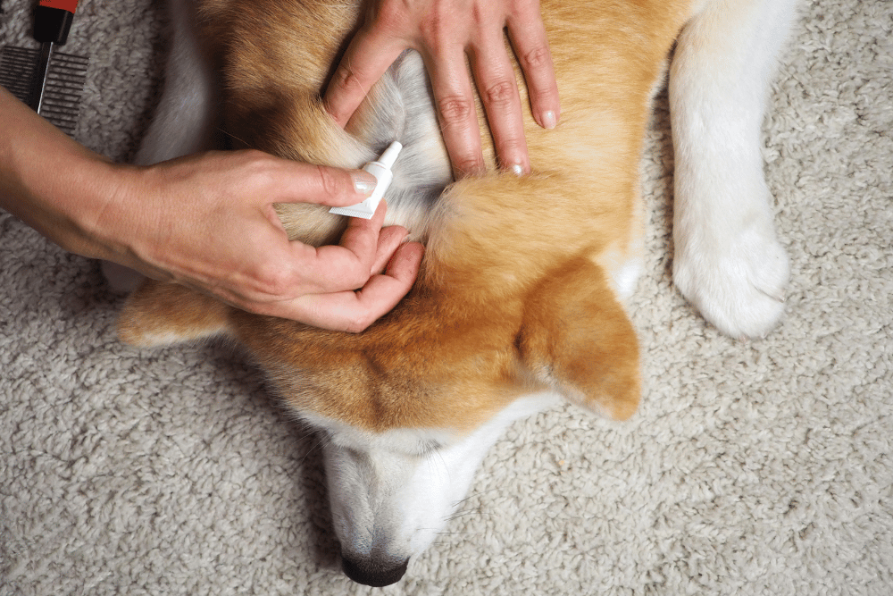 person apply ointment on dog body for flea and tick