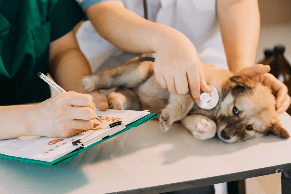 a dog lying on a table with a stethoscope