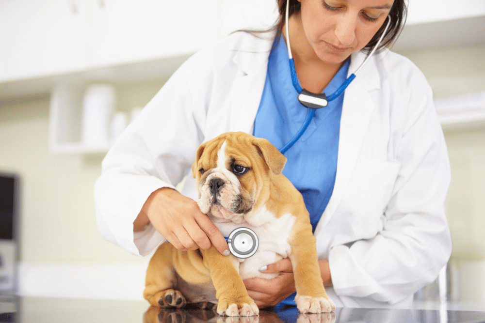 a person with a stethoscope examining a dog