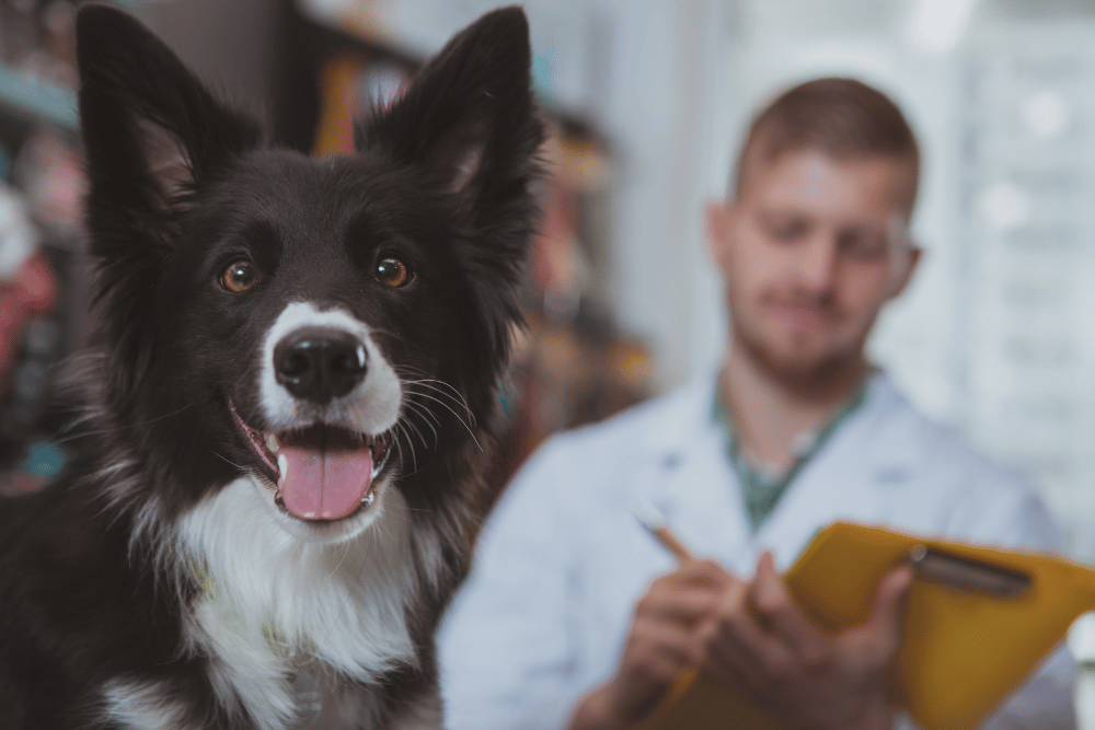 vet-checkking-dogs-health