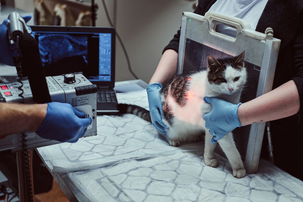 pet getting an x-ray